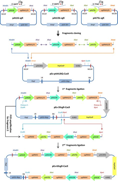 Pipeline For The Construction Of A Sextuple Crispr Cas System For