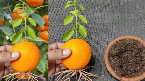 How To Grow Orange Tree At Home From Grafting YouTube