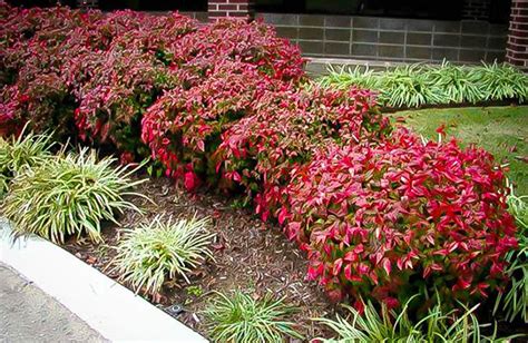 Evergreen Shrubs for a Dynamic Landscape | Collection | PlantingTree ...