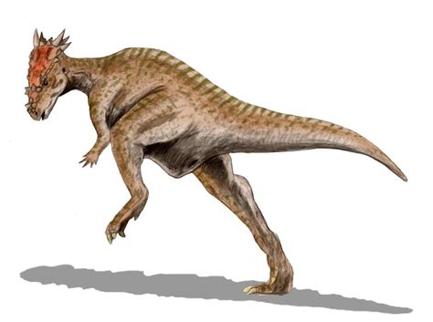 Dracorex | Fossil Wiki | FANDOM powered by Wikia