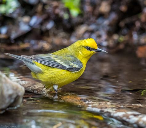 Blue Winged Warbler Vermivora Cyanoptera Best Viewed Lar Flickr