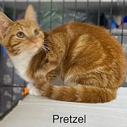 Oakland Park Fl Domestic Shorthair Meet Pretzel Center A Pet For