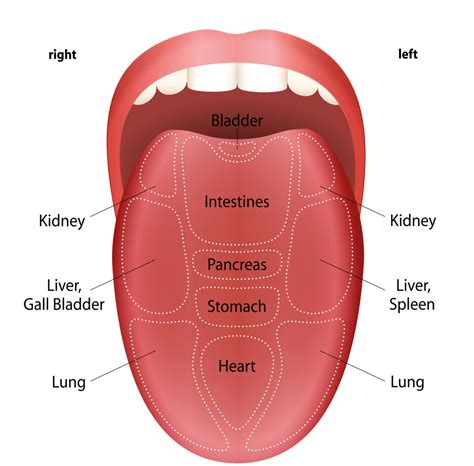 Tongue Mapping 101 Welleum