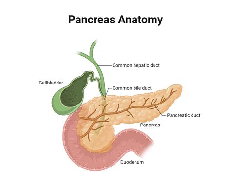 Pancreatic Cells Types Structure Functions Diseases