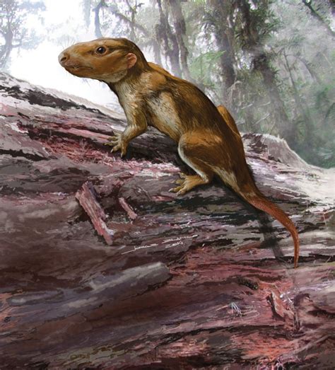 A Mesozoic Field Guide The Cynodonts