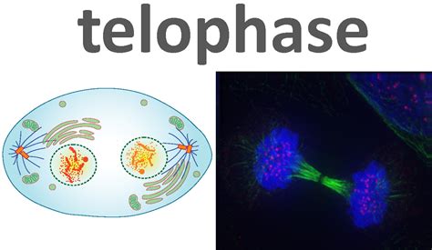 The Steps Of Mitosis Biology For Majors I