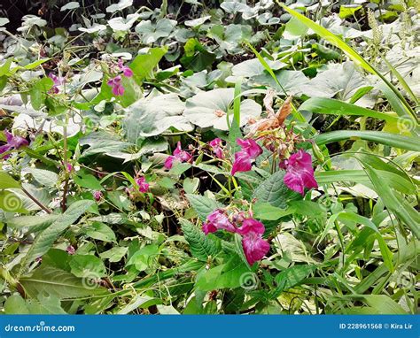 花在沼泽地里生长 库存照片 图片 包括有 野花 粉红色 绿色 工厂 沼泽 228961568