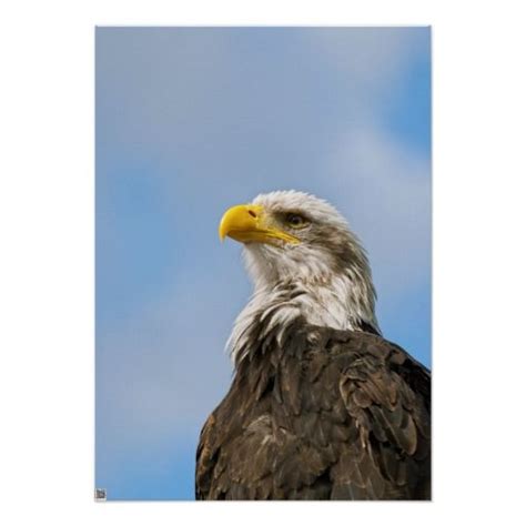 Bald Eagle Posters From Zazzle Bald Eagle Poster Prints Prints