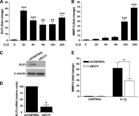 Elf Regulates Il Induced Mmp Gene Expression In Human Primary