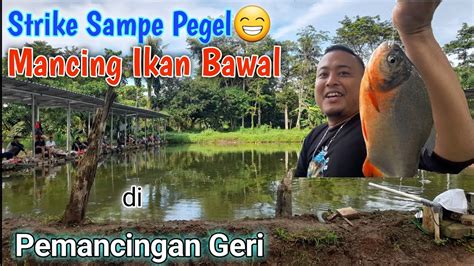 Pemancingan Gerry Viral Mancing Ikan Bawal Gurame Mas Dan Ikan Patin