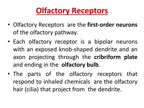 Nose Anatomy Physiology Sensory System PPT