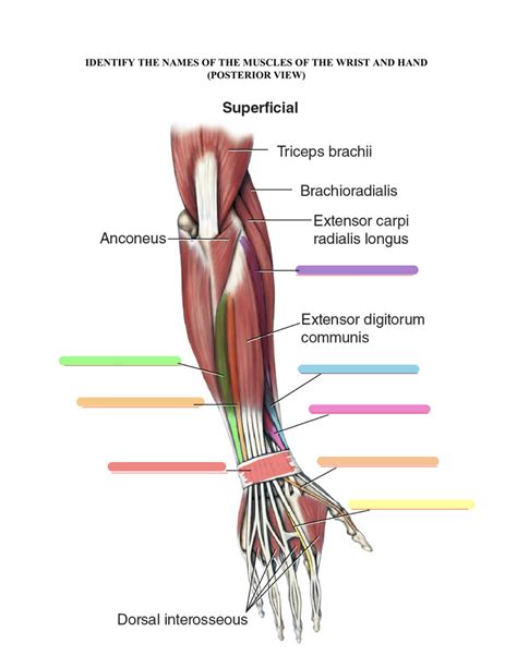 Superficial Muscles Of Wrist And Hand Posterior View Diagram Quizlet