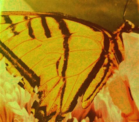 Mariposas en el estómago.