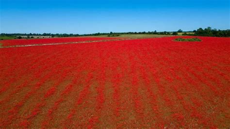 Rewilding Creates A Sea Of Red Poppies In Great Massingham Bbc News