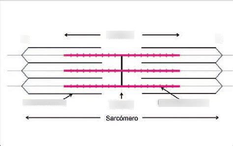 Diagrama De Musculo Esqueletico Quizlet