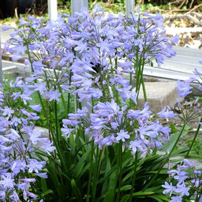 Agapanthus 'Peter Pan' - Dorset Perennials