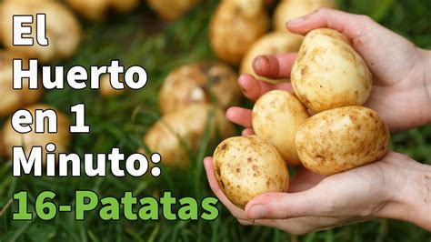 Como Plantar Patatas Paso a Paso con Éxito Huerto Urbano en 1 minuto