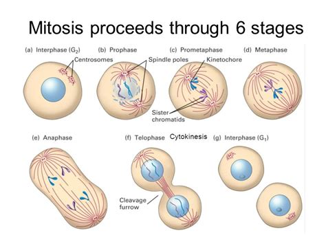 Mitose Prophase Diagram Quizlet Hot Sex Picture