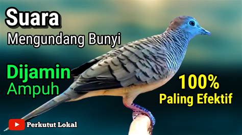 Perkutut Lokal Gacor Suara Besar Suara Pancingan Paling Disukai Burung