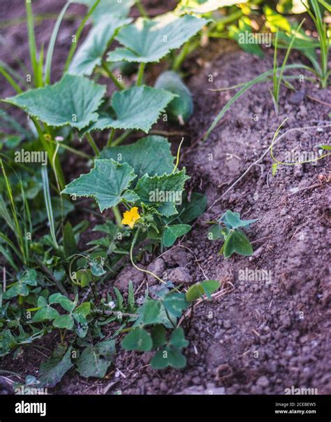 Planta De Pepino Con Hojas Verdes Y Flor Peque A Tumbada Suelo Seco En