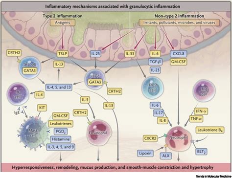 Asthma Exacerbations The Achilles Heel Of Asthma Care Trends In