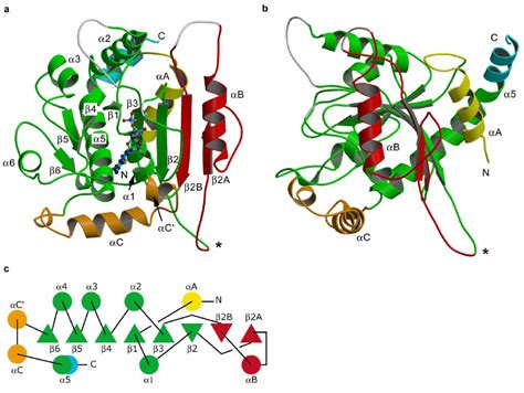 Structure And Topology Of The Gtpase Domain Of Dynamin A The G