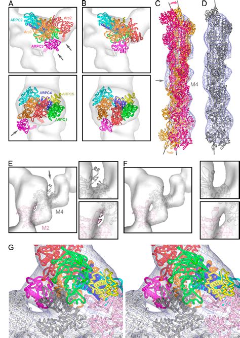 Figure From The Structural Basis Of Actin Filament Branching By The