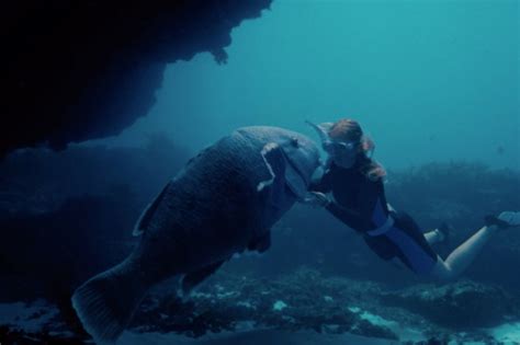 Tim Winton And The Film Adaptation Of His Novel Blueback