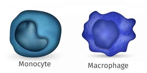 Monocyte and Macrophage [IMAGE] | EurekAlert! Science News Releases