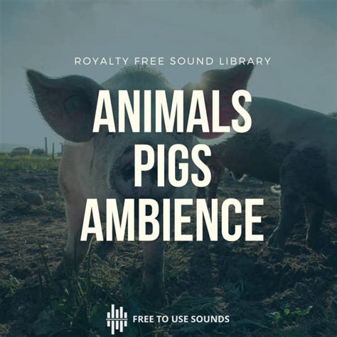 Pig Oink Sound Effects Farm Animal Sound Library | freetousesounds