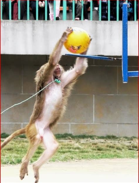 Monkey playing basketball ~ Weird and wonderful news library