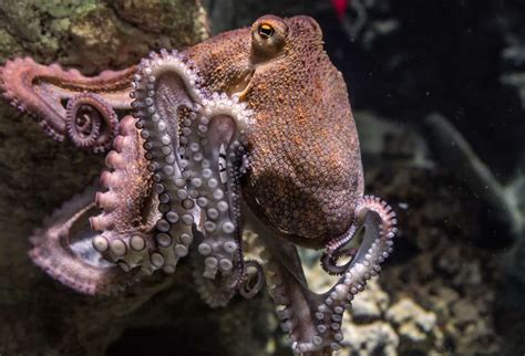 50 Surprising Octopus Facts You Probably Never Knew