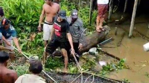 Viral Video Bocah Tahun Di Kalteng Yang Diterkam Buaya Hingga