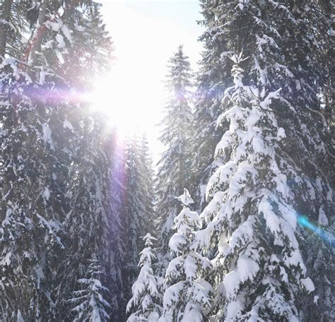 无人横图室外白天仰视旅游度假美景树林雪植物大雪意大利欧洲积雪景观雪景冬季冬天娱乐树树木绿色自然