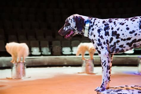 Dog In The Circus Stock Photo Image Of Breed Mammal 144764014