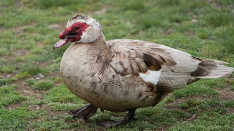 A Complete Guide To Muscovy Duck Care The Garden Magazine