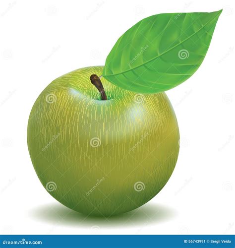 Apple Green Color Stock Vector Illustration Of Food