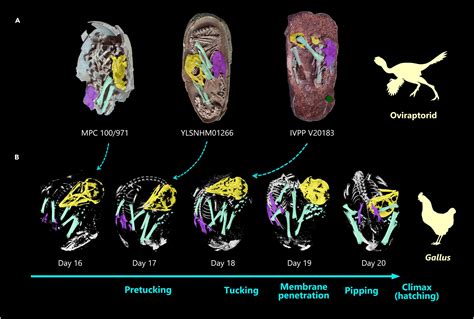 Scientists discover perfectly preserved dinosaur embryo dating back 66 million years - Scoop ...