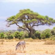 Parco Nazionale Amboseli Tour Di Un Giorno Intero Da Nairobi