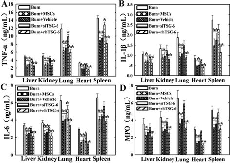 The Effects Of TSG 6 Level On Expression Of The Inflammatory Cytokines