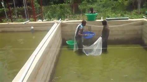 How To Start Fish Farming In Nigeria PracticalBusinessIdeas