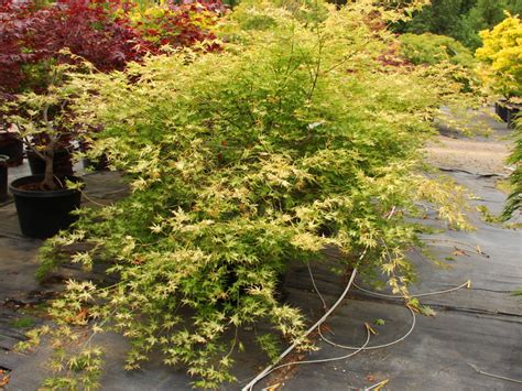 Buy Acer Palmatum White Peaches Specimen Conifer Kingdom