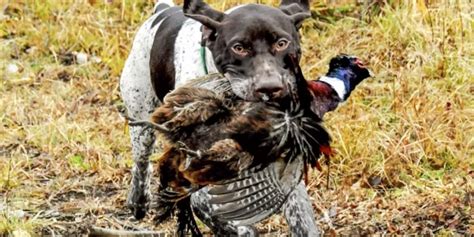 Learn Tips To Keep Pheasant Hunting Under Your Control - Hunting Clothing Manufacturers and Supplie