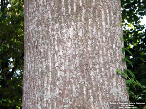 Louisiana Plant ID | Liriodendron tulipifera (yellow-poplar)