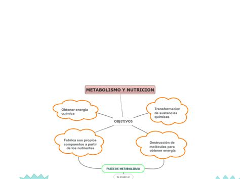 Metabolismo Y Nutricion Mind Map