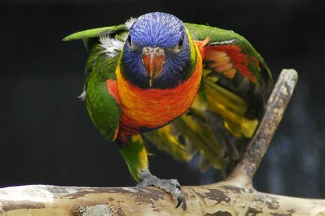 Rainbow Lorikeet | Australia Beautiful Bird | Beauty Of Bird