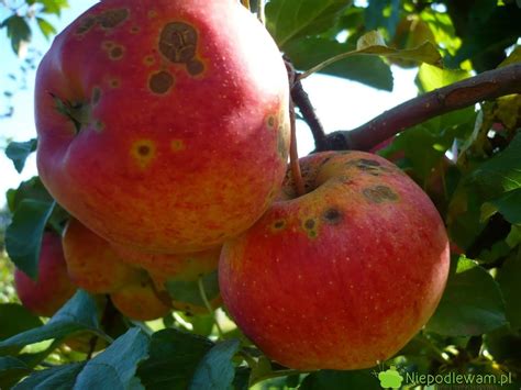 Jabłoń Gala uprawa odporność zapylacze Empire Apple Fruit Food