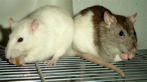 125+ Cute and Clever Names for Your Pet Rat - HubPages