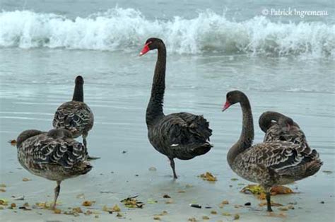 Cygne Noir