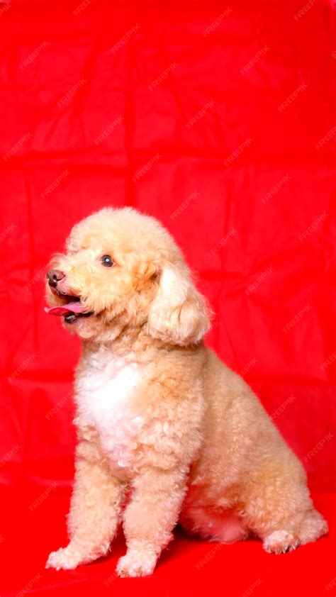 Sesión De Fotos De Perro Caniche Hembra Cremosa En Estudio Con Fondo De